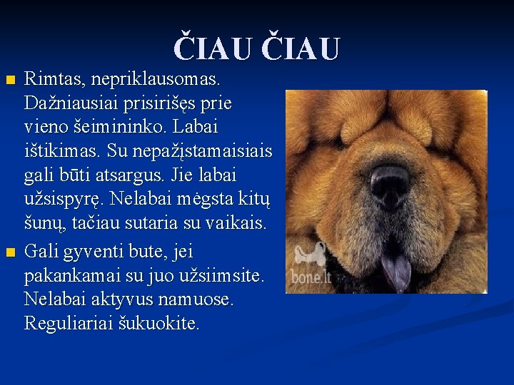 ČIAU n n Rimtas, nepriklausomas. Dažniausiai prisirišęs prie vieno šeimininko. Labai ištikimas. Su nepažįstamaisiais ČIAU n n Rimtas, nepriklausomas. Dažniausiai prisirišęs prie vieno šeimininko. Labai ištikimas. Su nepažįstamaisiais