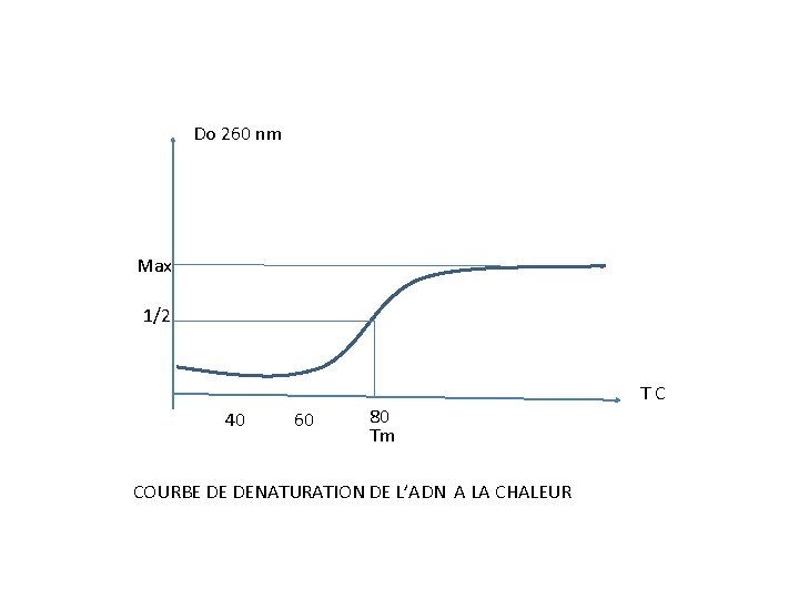 Do 260 nm Max 1/2 40 60 80 Tm COURBE DE DENATURATION DE L’ADN