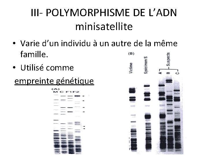 III- POLYMORPHISME DE L’ADN minisatellite • Varie d’un individu à un autre de la