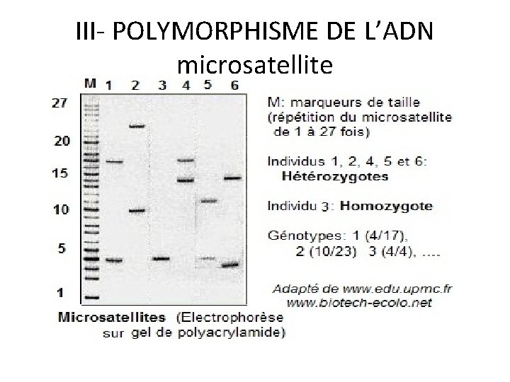 III- POLYMORPHISME DE L’ADN microsatellite 