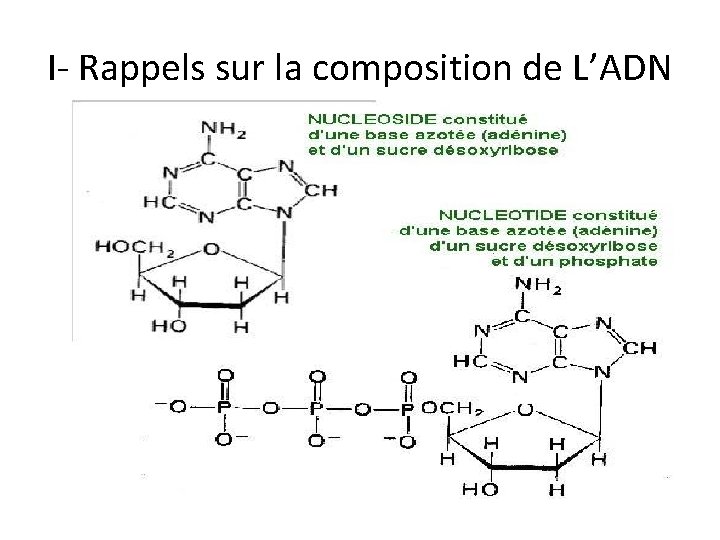 I- Rappels sur la composition de L’ADN 