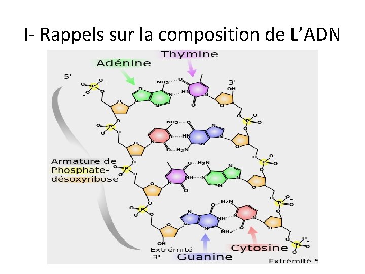 I- Rappels sur la composition de L’ADN 