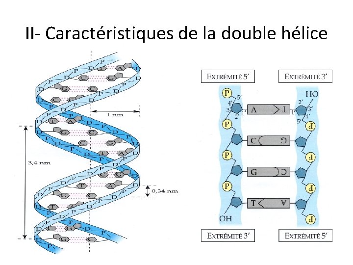 II- Caractéristiques de la double hélice 