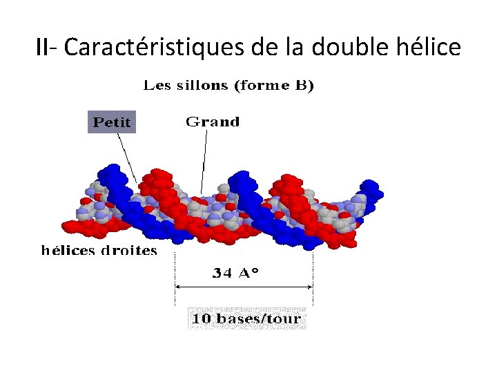 II- Caractéristiques de la double hélice 