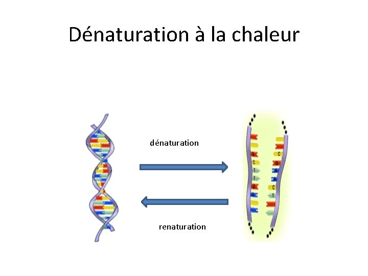 Dénaturation à la chaleur dénaturation renaturation 