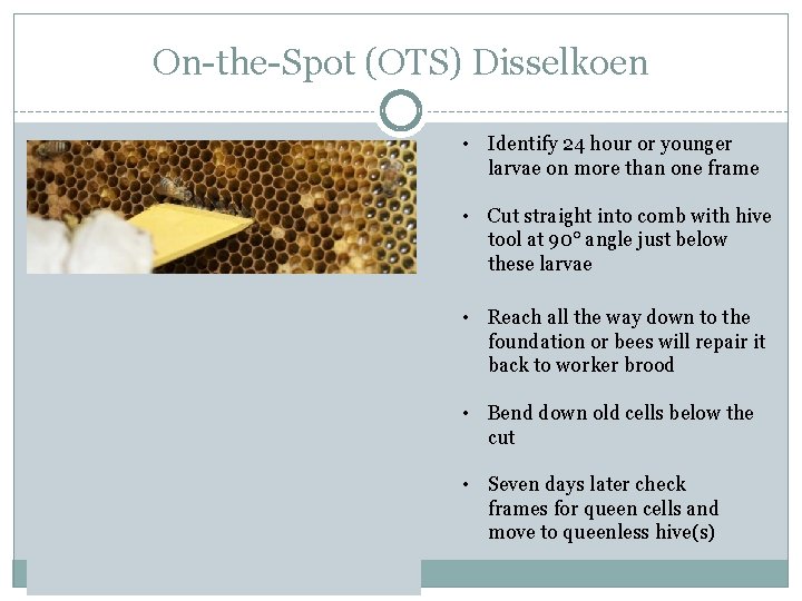 On-the-Spot (OTS) Disselkoen • Identify 24 hour or younger larvae on more than one On-the-Spot (OTS) Disselkoen • Identify 24 hour or younger larvae on more than one