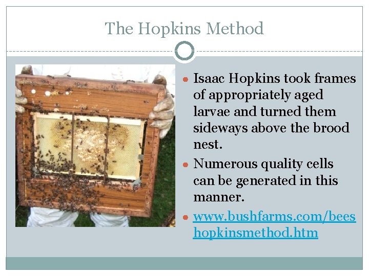 The Hopkins Method ● Isaac Hopkins took frames of appropriately aged larvae and turned The Hopkins Method ● Isaac Hopkins took frames of appropriately aged larvae and turned