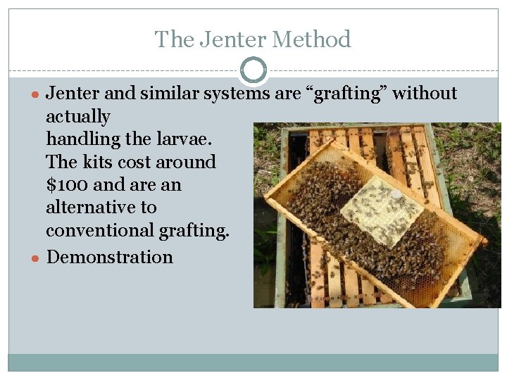 Queen Rearing as a Tool in Apiary Management