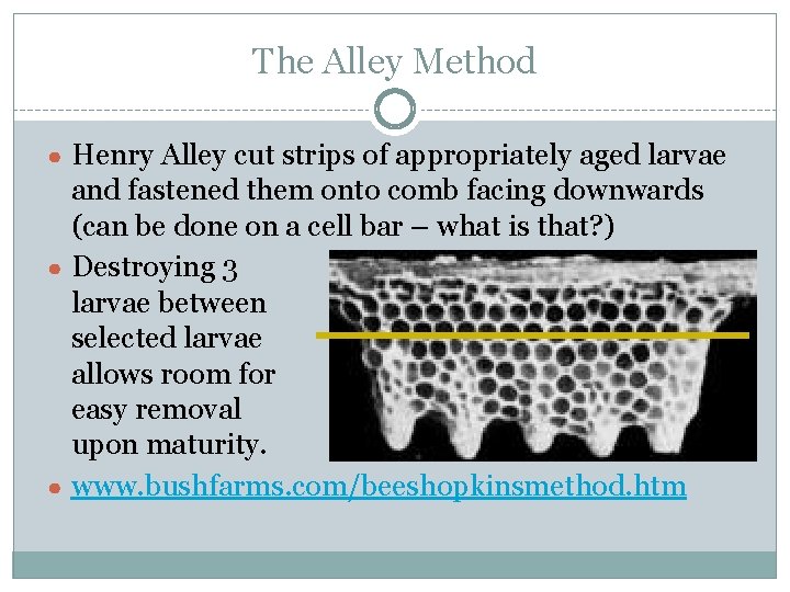 The Alley Method ● Henry Alley cut strips of appropriately aged larvae and fastened The Alley Method ● Henry Alley cut strips of appropriately aged larvae and fastened