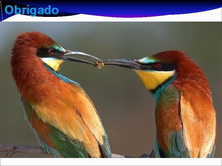 Obrigado Obrigado