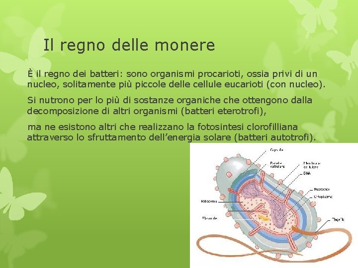 Il regno delle monere È il regno dei batteri: sono organismi procarioti, ossia privi