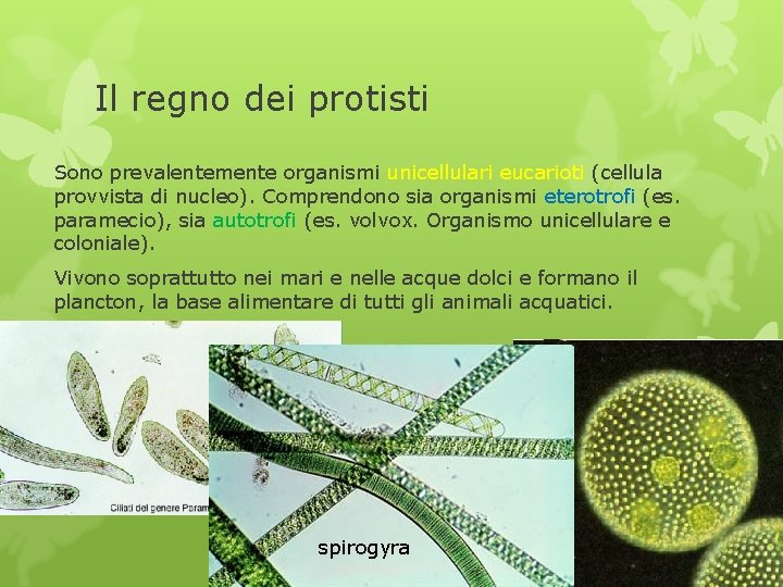 Il regno dei protisti Sono prevalentemente organismi unicellulari eucarioti (cellula provvista di nucleo). Comprendono