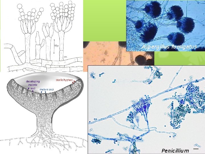 Aspergillus fumigatus Muffa del pane, Aspergillus niger Penicillium 