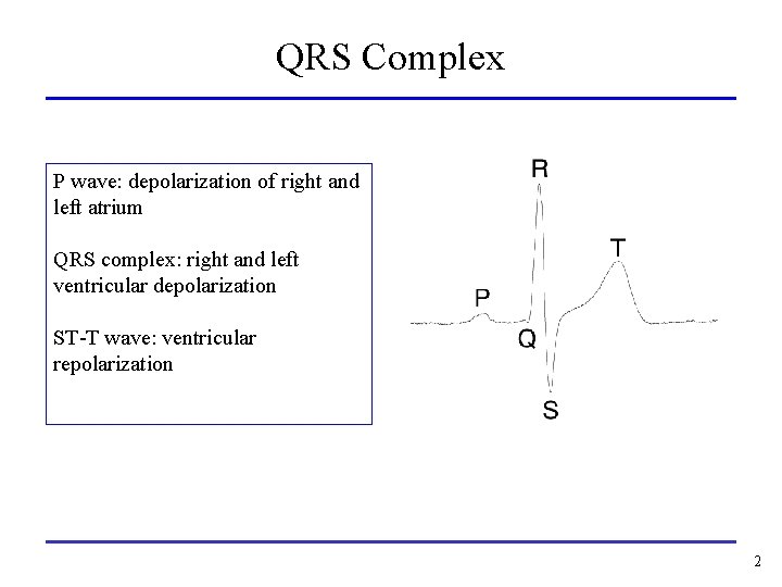 QRS Complex P wave: depolarization of right and left atrium QRS complex: right and