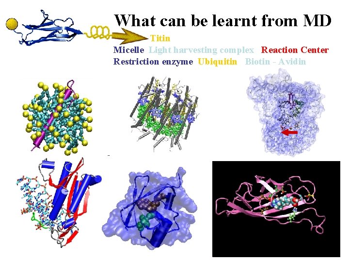 What can be learnt from MD Titin Micelle Light harvesting complex Reaction Center Restriction