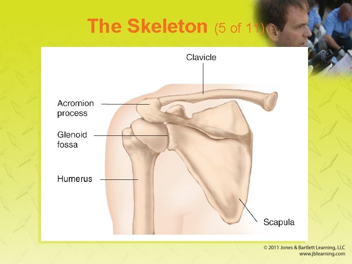 The Skeleton (5 of 11) 