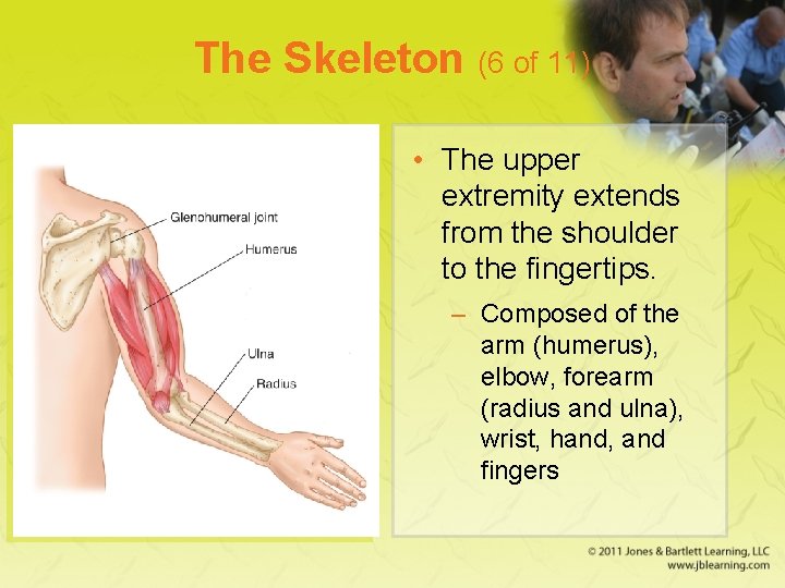 The Skeleton (6 of 11) • The upper extremity extends from the shoulder to