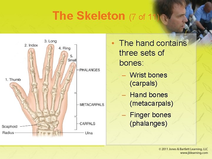 The Skeleton (7 of 11) • The hand contains three sets of bones: –