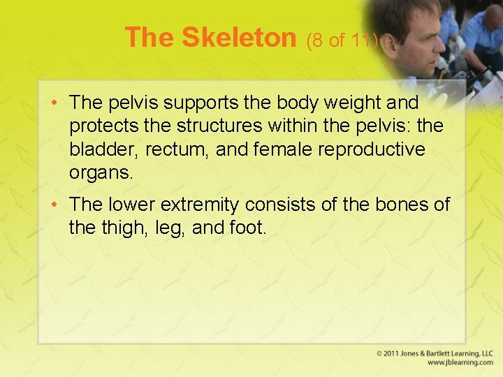 The Skeleton (8 of 11) • The pelvis supports the body weight and protects