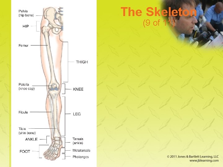 The Skeleton (9 of 11) 