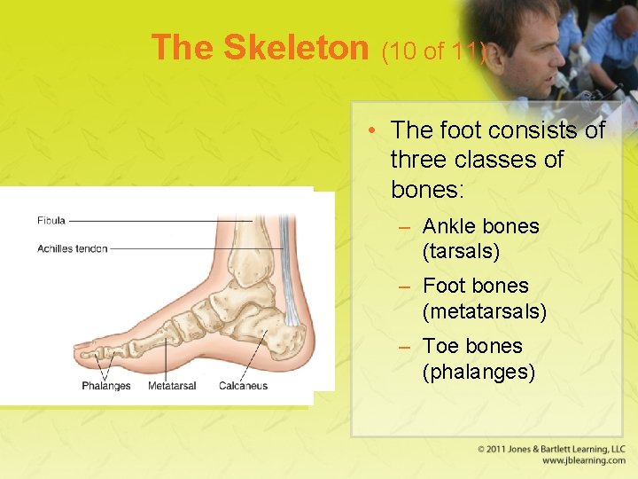 The Skeleton (10 of 11) • The foot consists of three classes of bones: