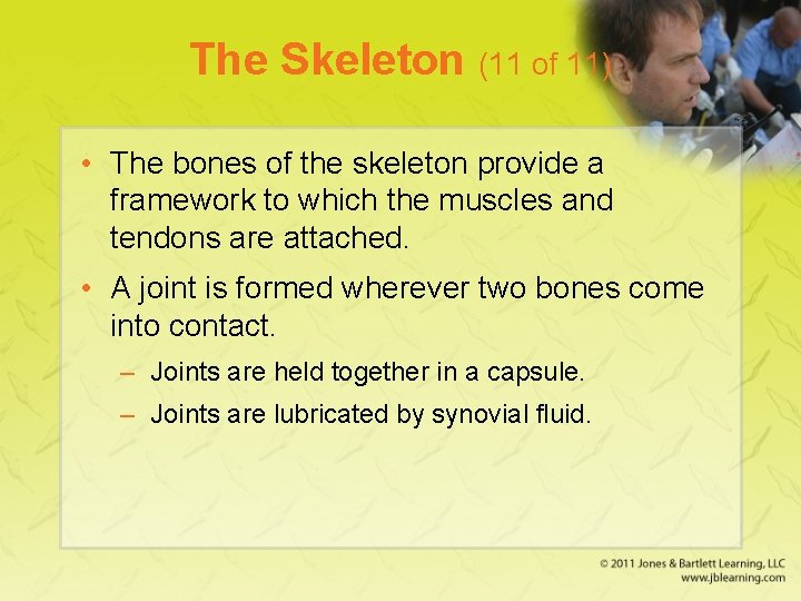 The Skeleton (11 of 11) • The bones of the skeleton provide a framework