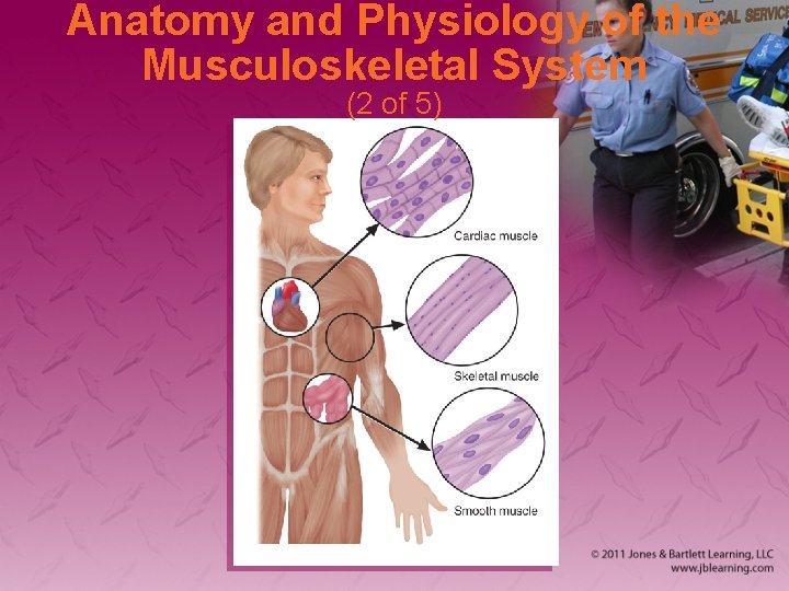 Anatomy and Physiology of the Musculoskeletal System (2 of 5) 