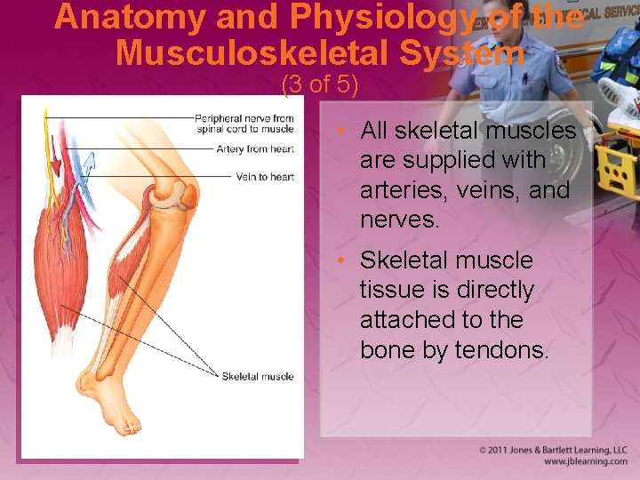 Anatomy and Physiology of the Musculoskeletal System (3 of 5) • All skeletal muscles