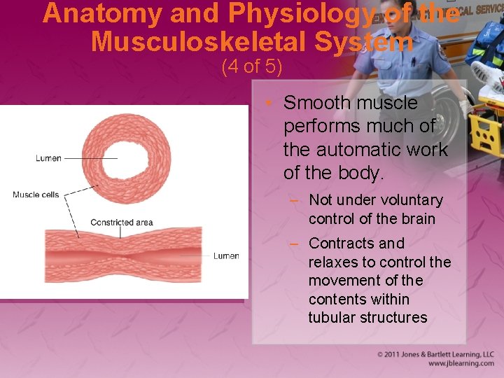 Anatomy and Physiology of the Musculoskeletal System (4 of 5) • Smooth muscle performs