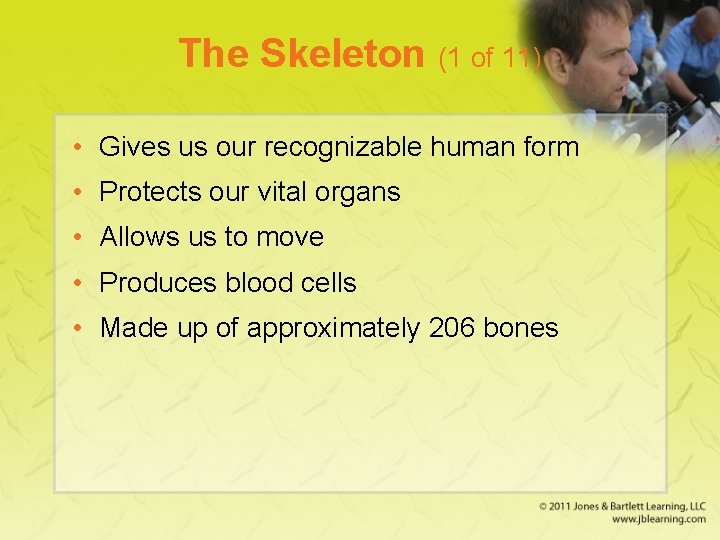 The Skeleton (1 of 11) • Gives us our recognizable human form • Protects
