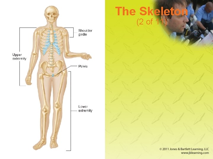 The Skeleton (2 of 11) 
