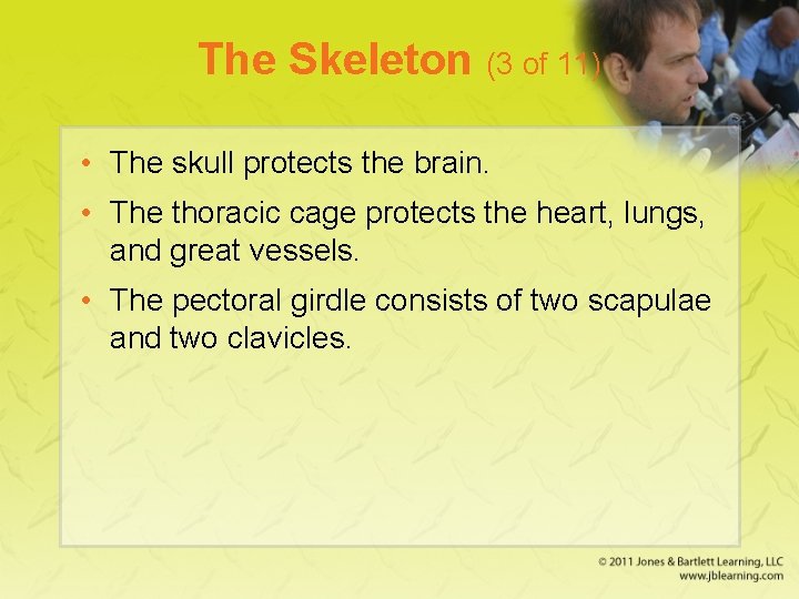 The Skeleton (3 of 11) • The skull protects the brain. • The thoracic