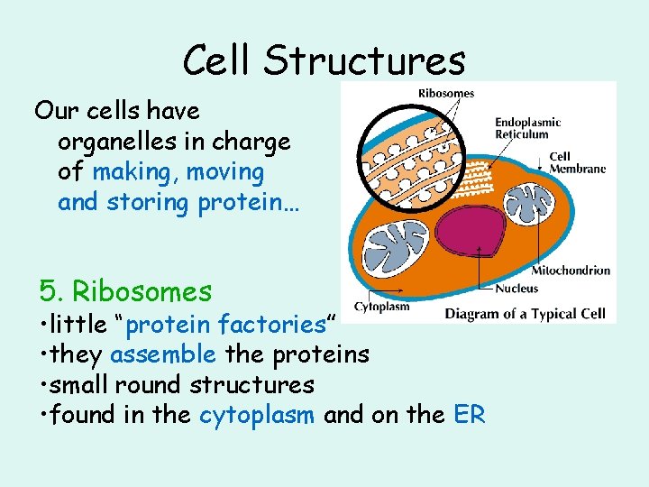 Cell Structures Our cells have organelles in charge of making, moving and storing protein…