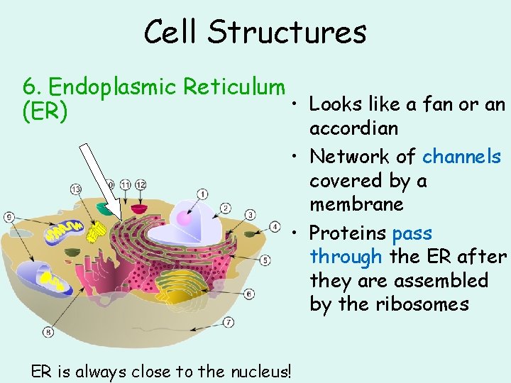 Cell Structures 6. Endoplasmic Reticulum • Looks like a fan or an (ER) accordian