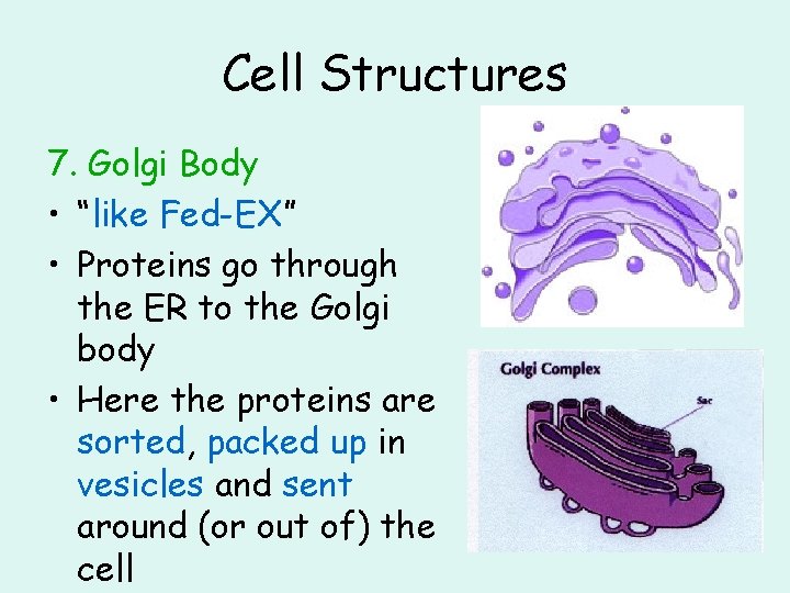 Cell Structures 7. Golgi Body • “like Fed-EX” • Proteins go through the ER