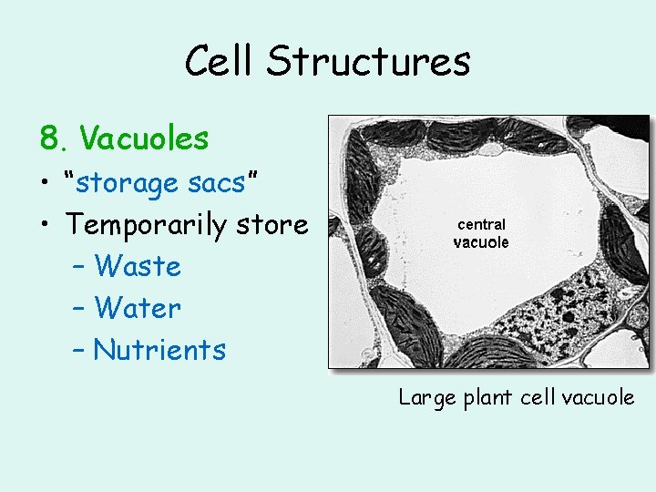 Cell Structures 8. Vacuoles • “storage sacs” • Temporarily store – Waste – Water