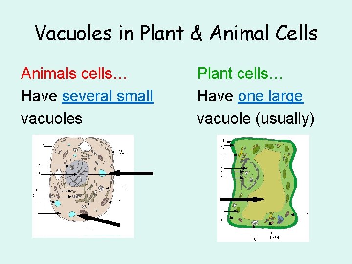 Vacuoles in Plant & Animal Cells Animals cells… Have several small vacuoles Plant cells…