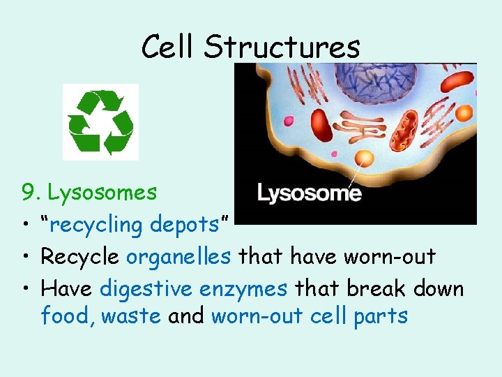 Cell Structures 9. Lysosomes • “recycling depots” • Recycle organelles that have worn-out •