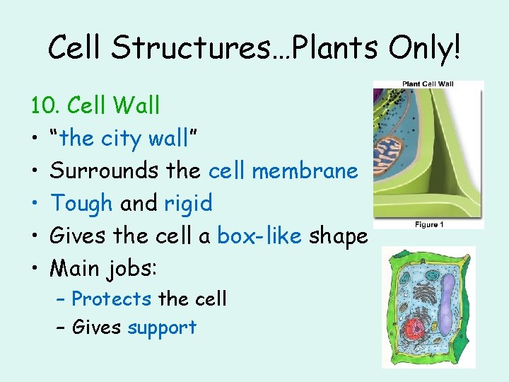Cell Structures…Plants Only! 10. Cell Wall • “the city wall” • Surrounds the cell