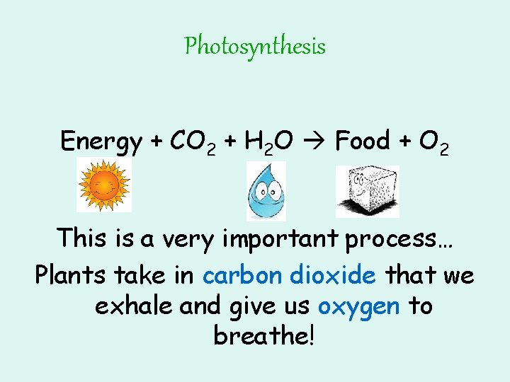 Photosynthesis Energy + CO 2 + H 2 O Food + O 2 This