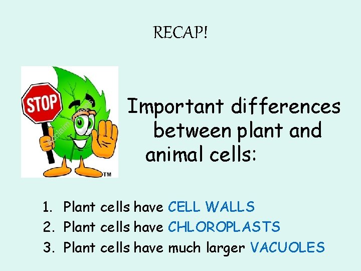 RECAP! Important differences between plant and animal cells: 1. Plant cells have CELL WALLS