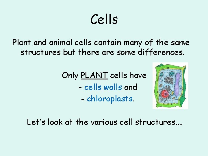 Cells Plant and animal cells contain many of the same structures but there are
