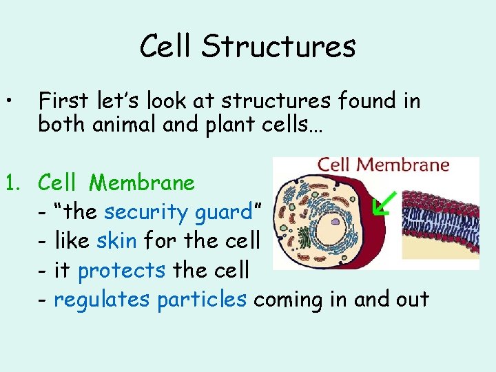 Cell Structures • First let’s look at structures found in both animal and plant