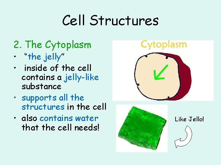 Cell Structures 2. The Cytoplasm • “the jelly” • inside of the cell contains