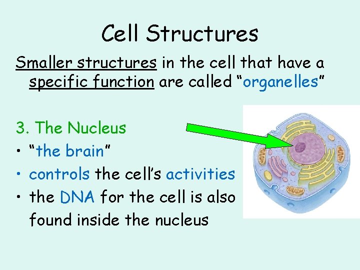 Cell Structures Smaller structures in the cell that have a specific function are called