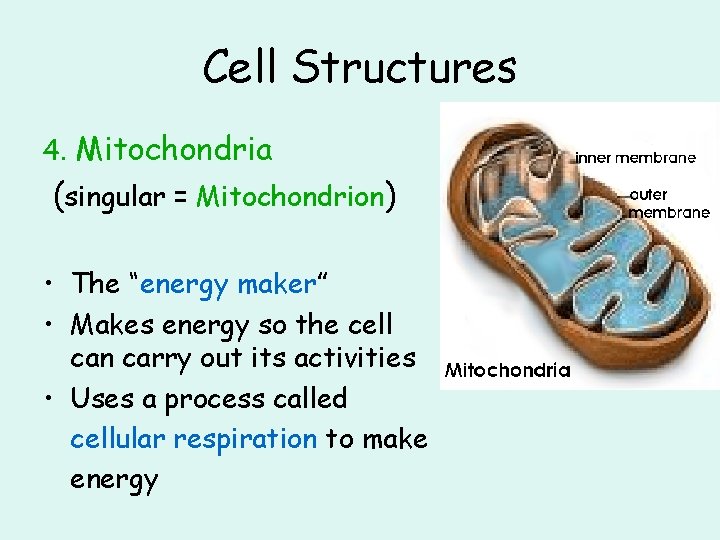 Cell Structures 4. Mitochondria (singular = Mitochondrion) • The “energy maker” • Makes energy
