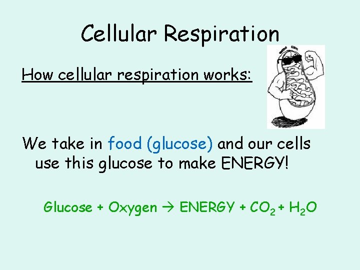 Cellular Respiration How cellular respiration works: We take in food (glucose) and our cells