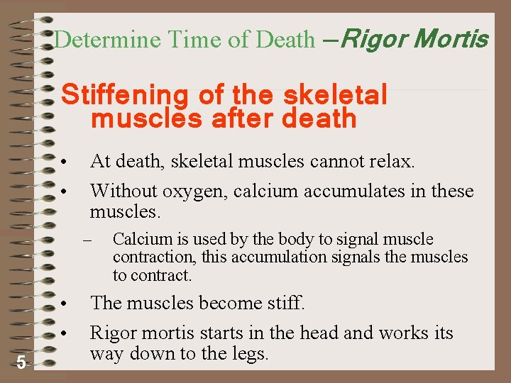Determine Time of Death —Rigor Mortis Stiffening of the skeletal muscles after death •