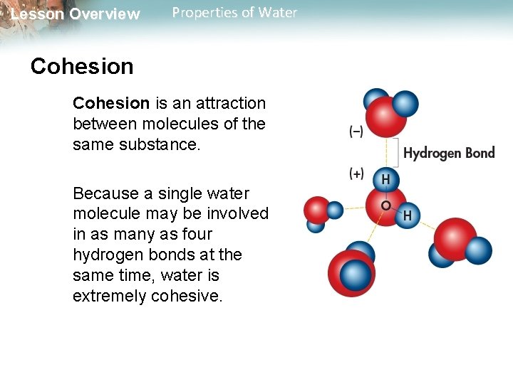Lesson Overview Properties of Water Cohesion is an attraction between molecules of the same