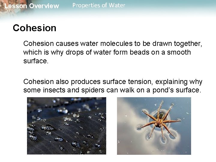 Lesson Overview Properties of Water Cohesion causes water molecules to be drawn together, which